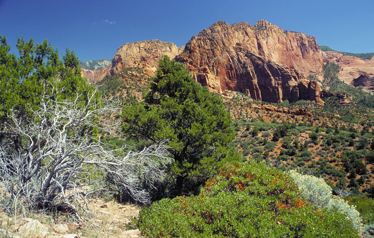 The dramatic red sandstone walls of Kolob Canyons in Zion National Park.